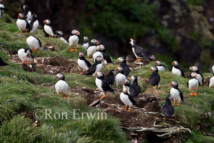 Atlantic Puffin Colony