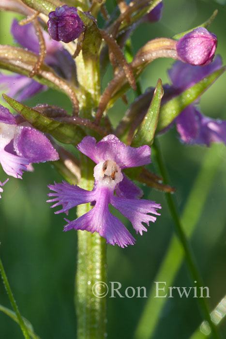 Small Purple Fringed Orchid