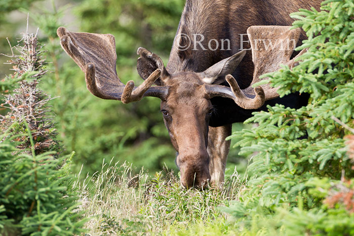 Bull Moose