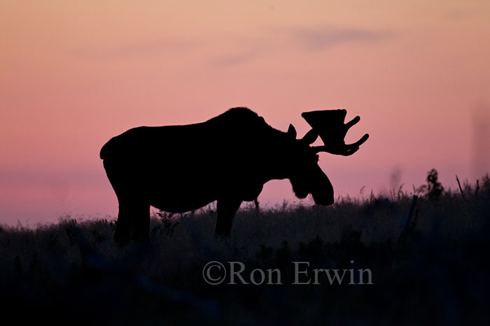 Bull Moose Silhouette