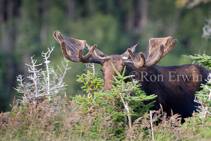 Large Bull Moose