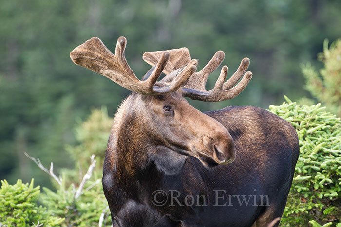 Bull Moose