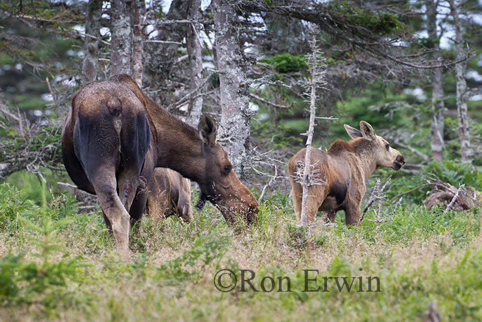 Moose Cow and Calves