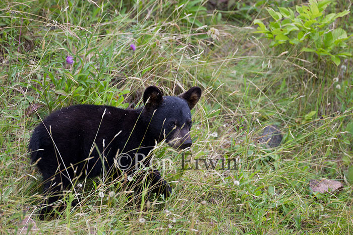 Black Bear Cub