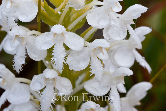 White Fringed Orchis