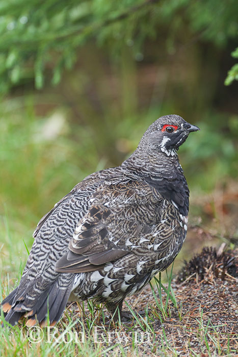 Male Spruce Grouse