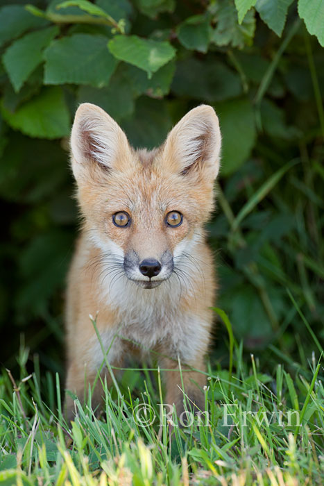 Red Fox Kit