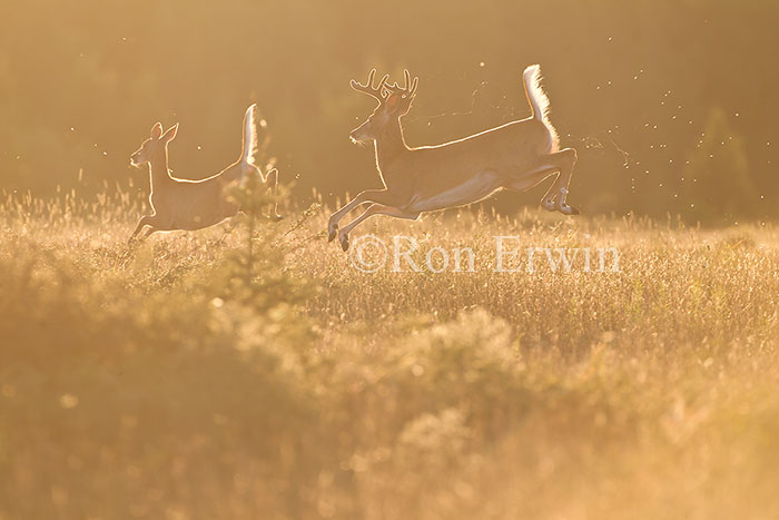 White-tail Deer Leaping