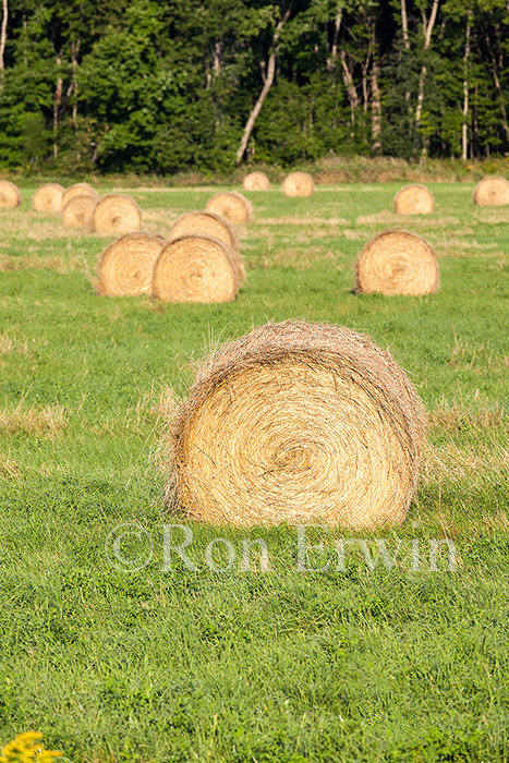 Round Hay Bales