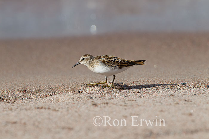 Sandpiper