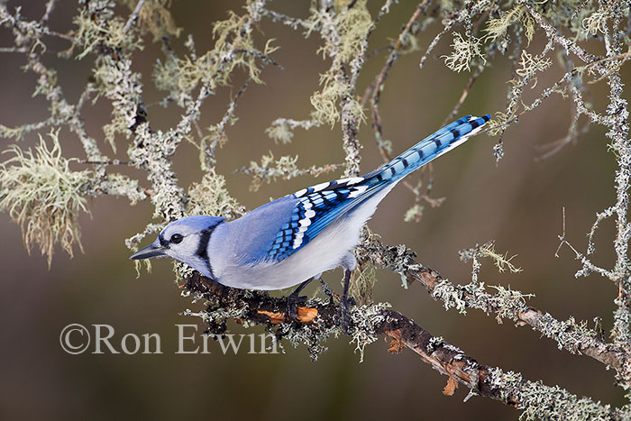 Blue Jay