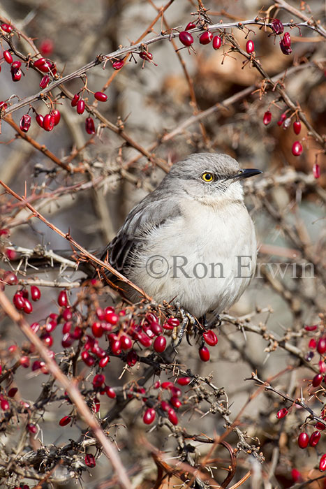 Northern Mockingbird