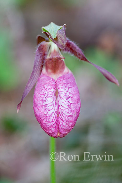 Pink Moccasin Flowers