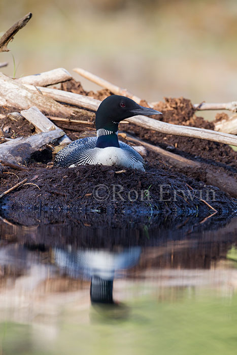 Common Loon on Nest