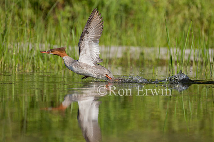 Female Common Merganser