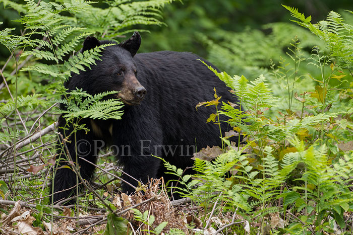 Female Black Bear