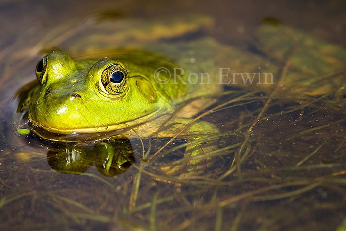 Male Bullfrog
