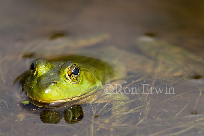 Bullfrog