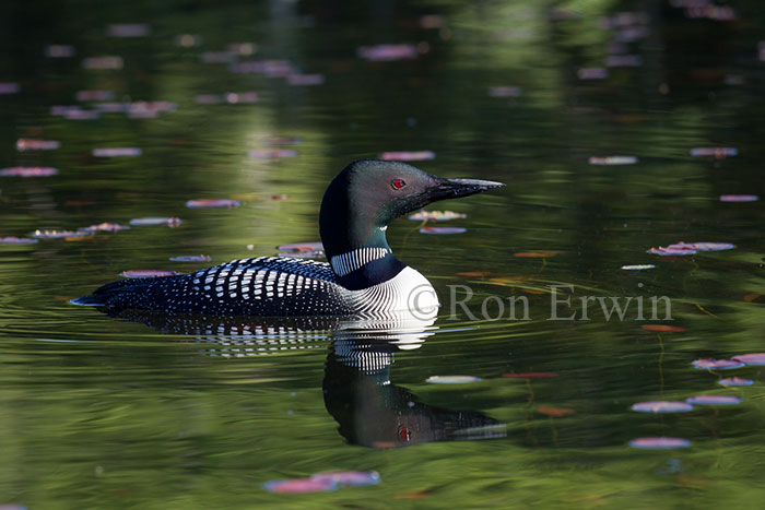 Common Loon