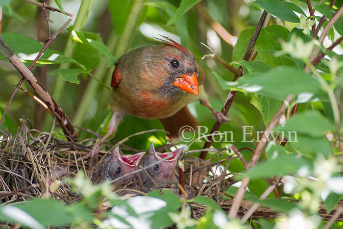 Northern Cardinals at Nest