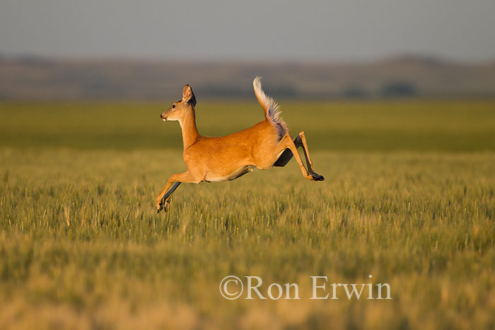 White-tailed Deer Leaping