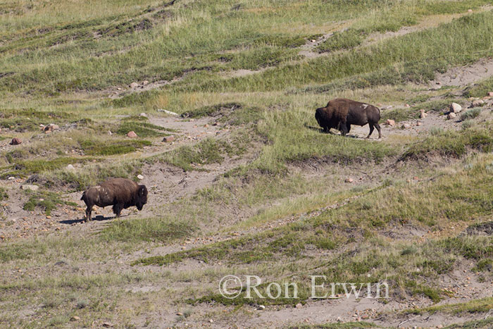 Bison in Grasslands