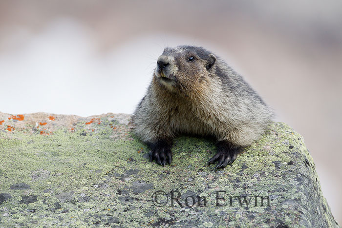 Hoary Marmot