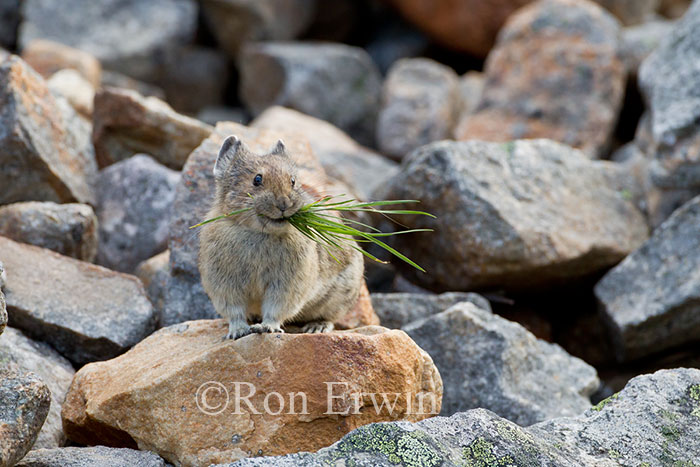 American Pika