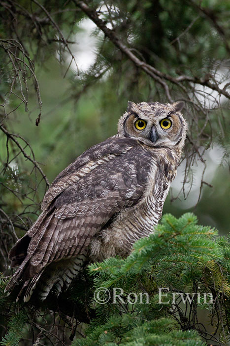 Great Horned Owl