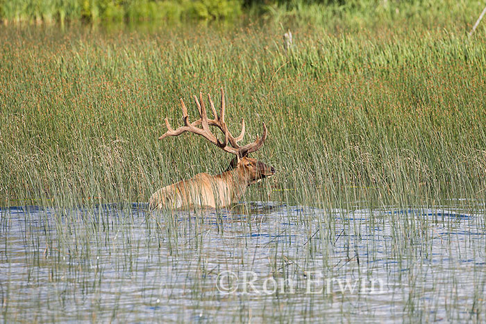 Bull Elk Swimming