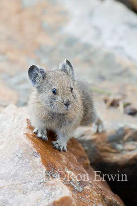 American Pika