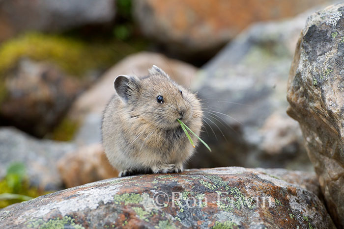 American Pika American Pika