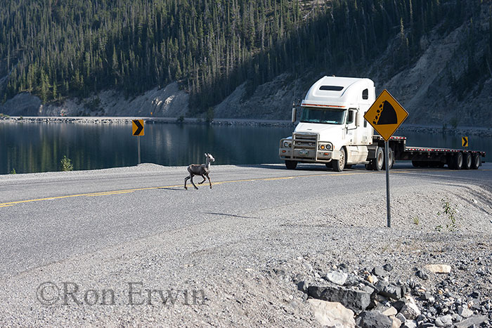 Stone Sheep on Alaska Highway