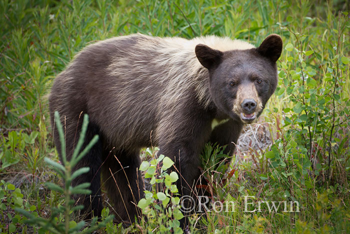 Black Bear