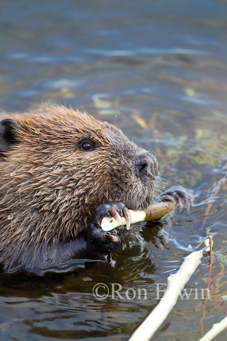 Beaver Beaver