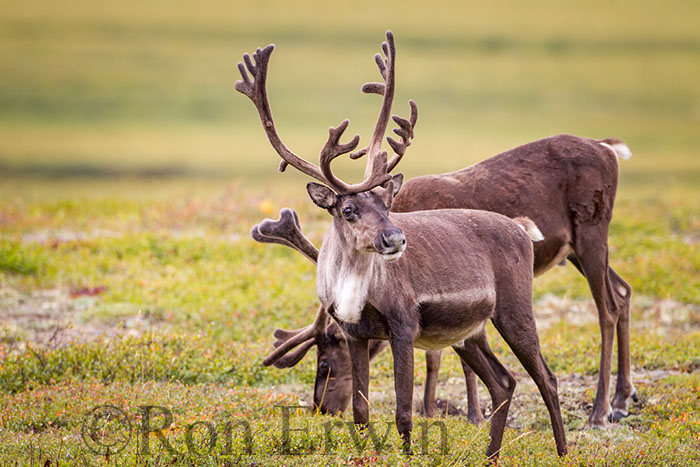 Porcupine Caribou