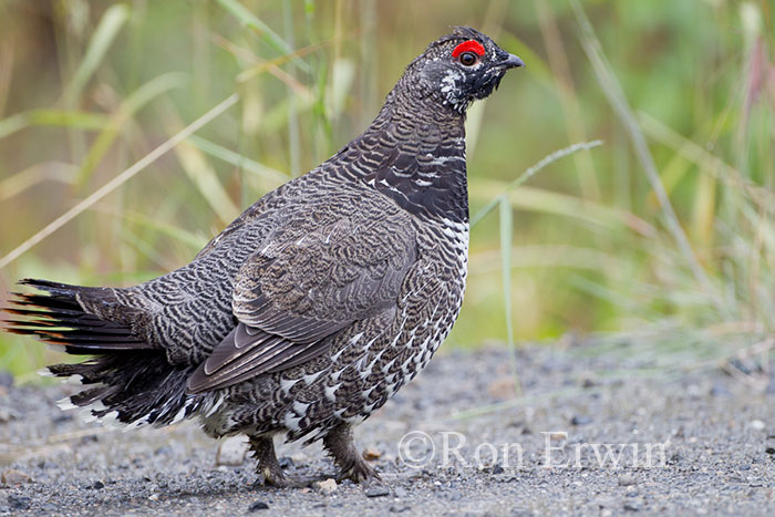 Male Spruce Grouse