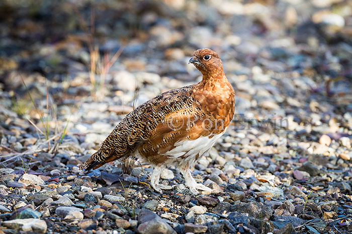 Male Willow Ptarmigan