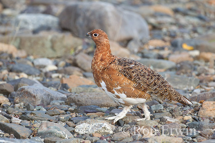 Male Willow Ptarmigan