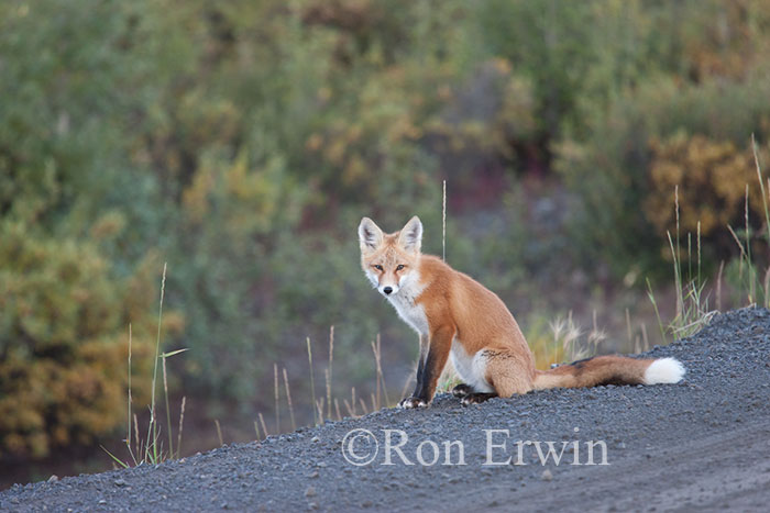 Red Fox, Yukon