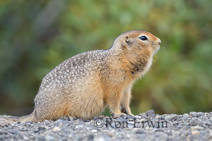 Arctic Ground Squirrel