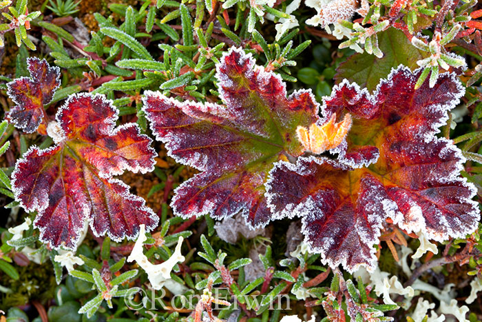 Frosted Cloudberry Leaves