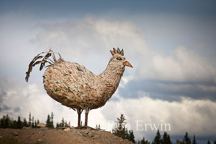 Chicken in Chicken, Alaska