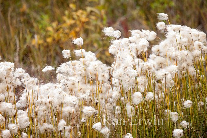 Cottongrass