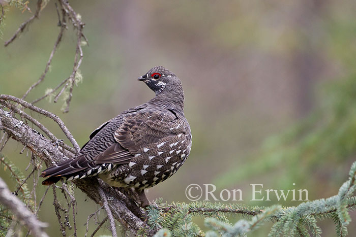 Male Spruce Grouse