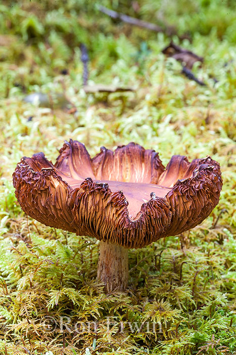 Wild Mushroom, Jasper, AB