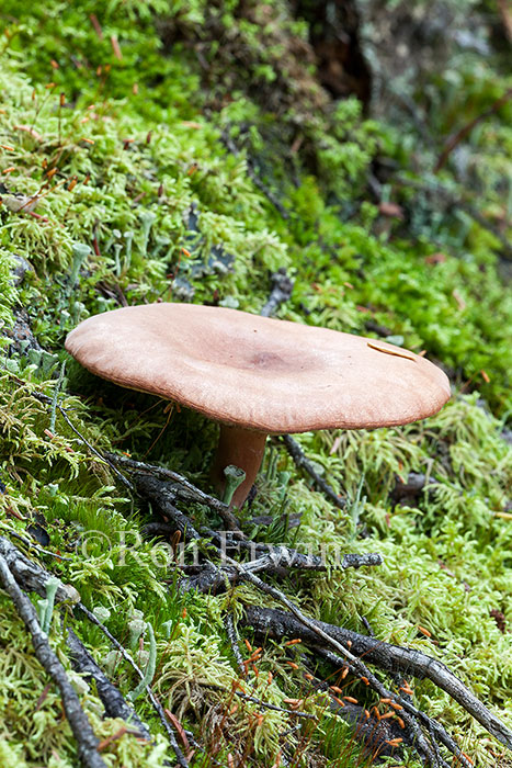 Wild Mushroom, Jasper, AB