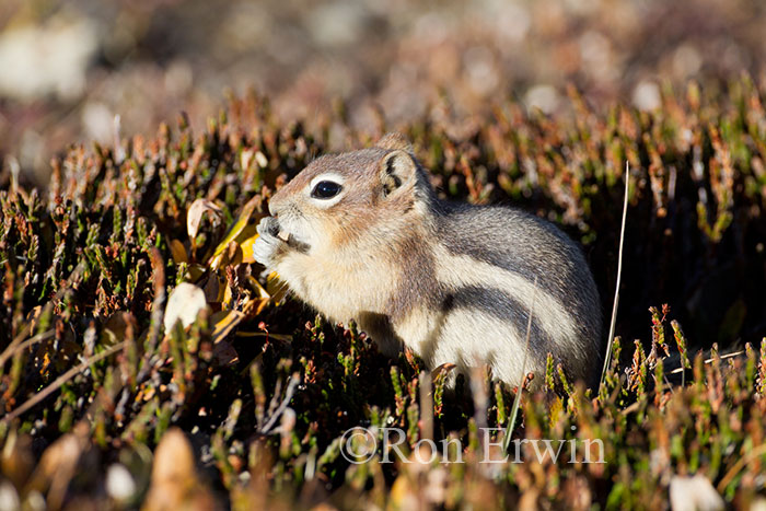 Golden-Mantled Ground Squirrel