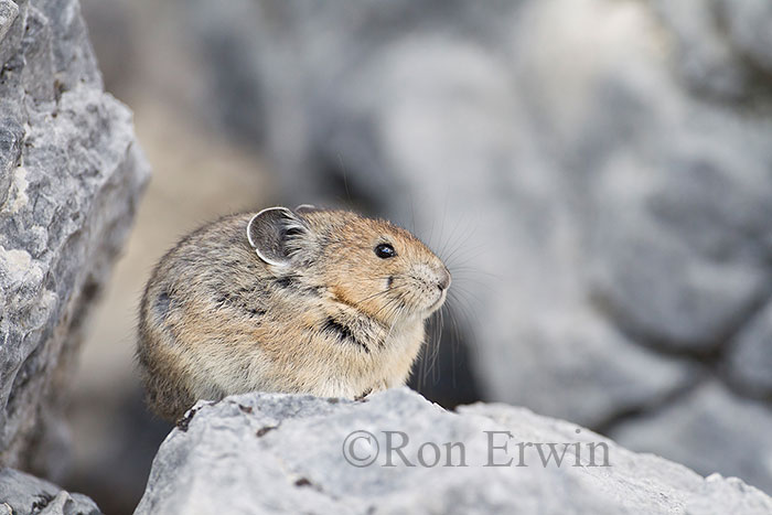 Pika