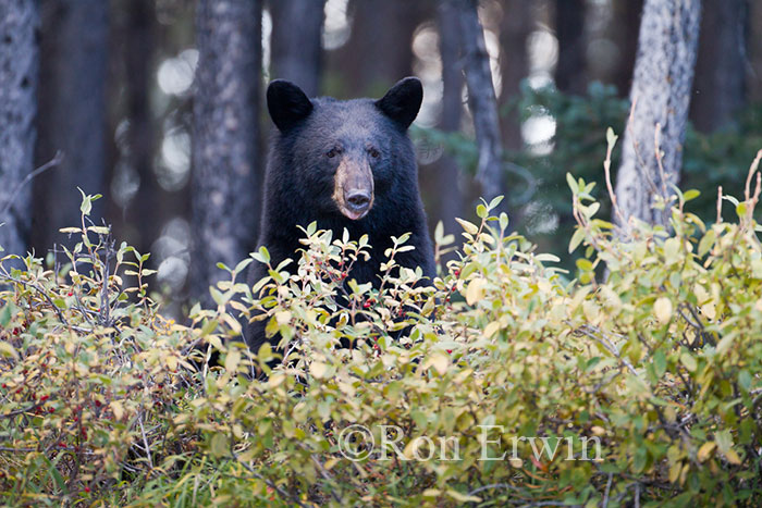 Black Bear Black Bear